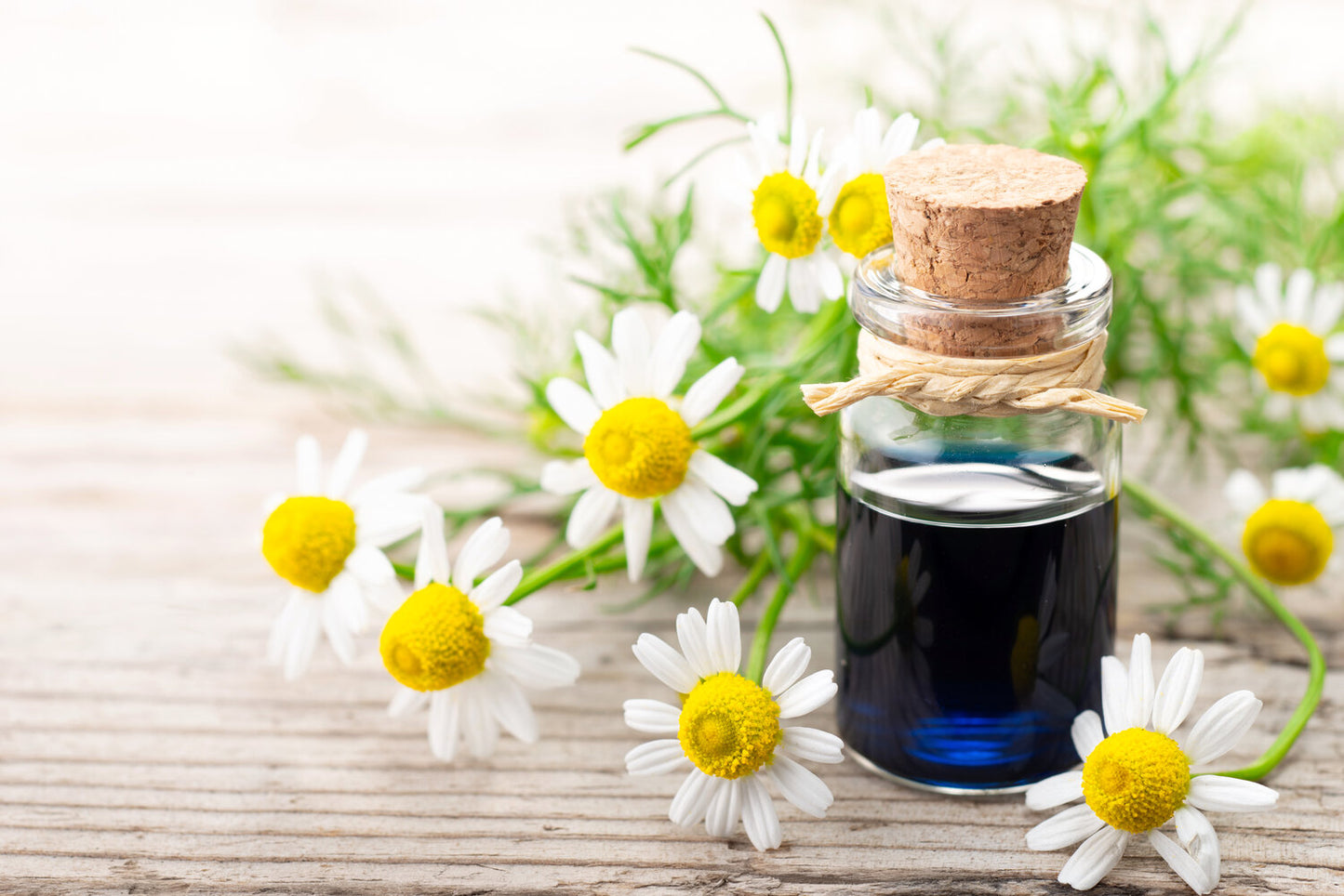 Blue Chamomile Essential Oil