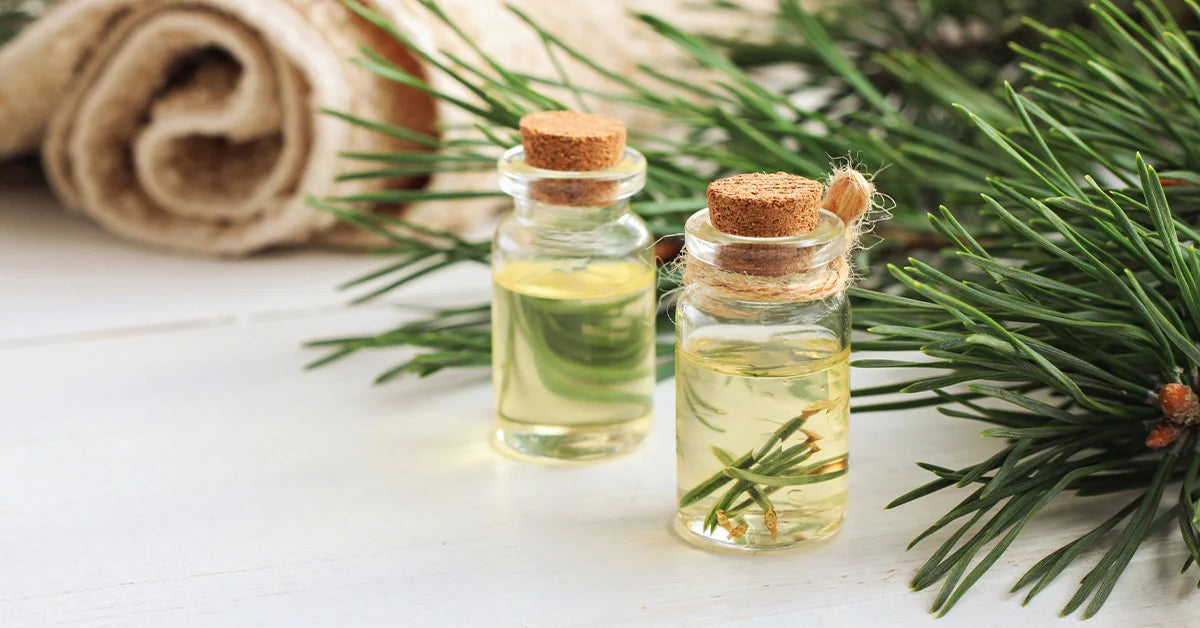 Pine Neddle Essential Oil