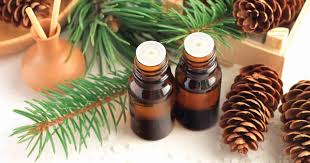 Pine Neddle Essential Oil