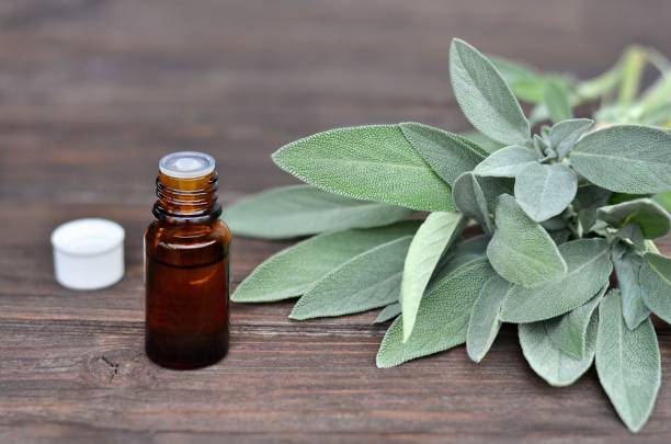 Sage Essential Oil