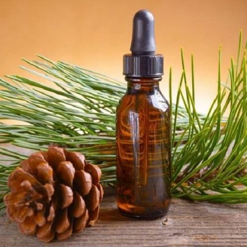 Pine Neddle Essential Oil