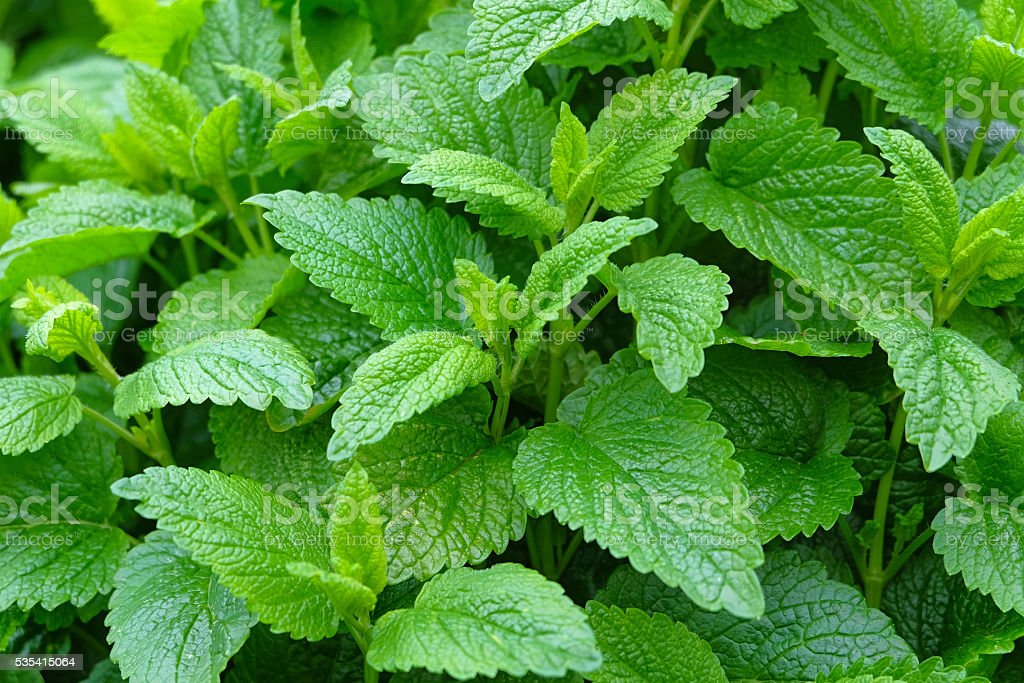 Spearmint Hydrating Face Toner